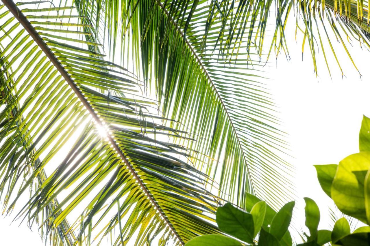 Under The Coconut Tree Hoi An Homestay Ngoại thất bức ảnh